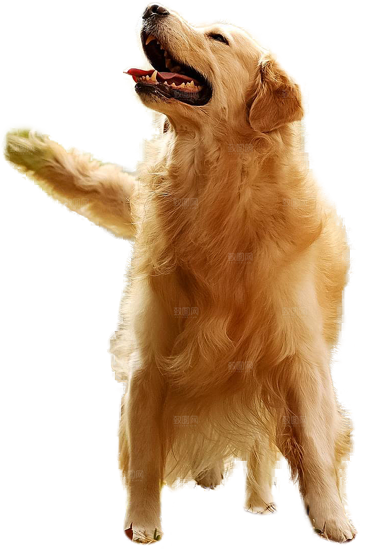 可爱宠物狗各种狗狗犬类动物高清PNG素材