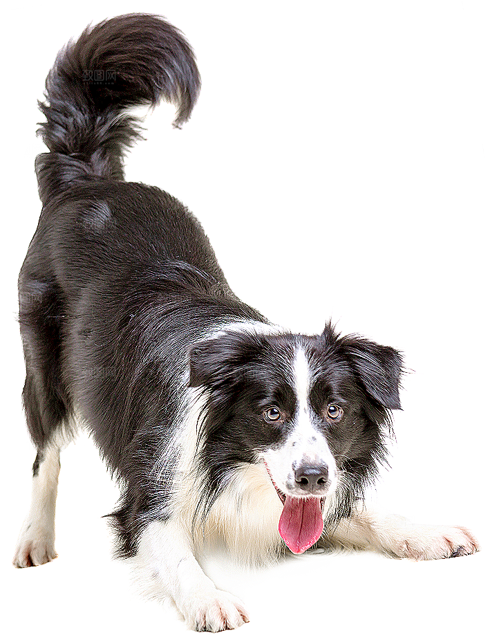 可爱宠物狗各种狗狗犬类动物高清PNG
