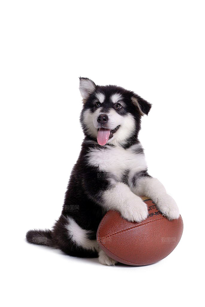 可爱宠物狗各种狗狗犬类动物高清PNG