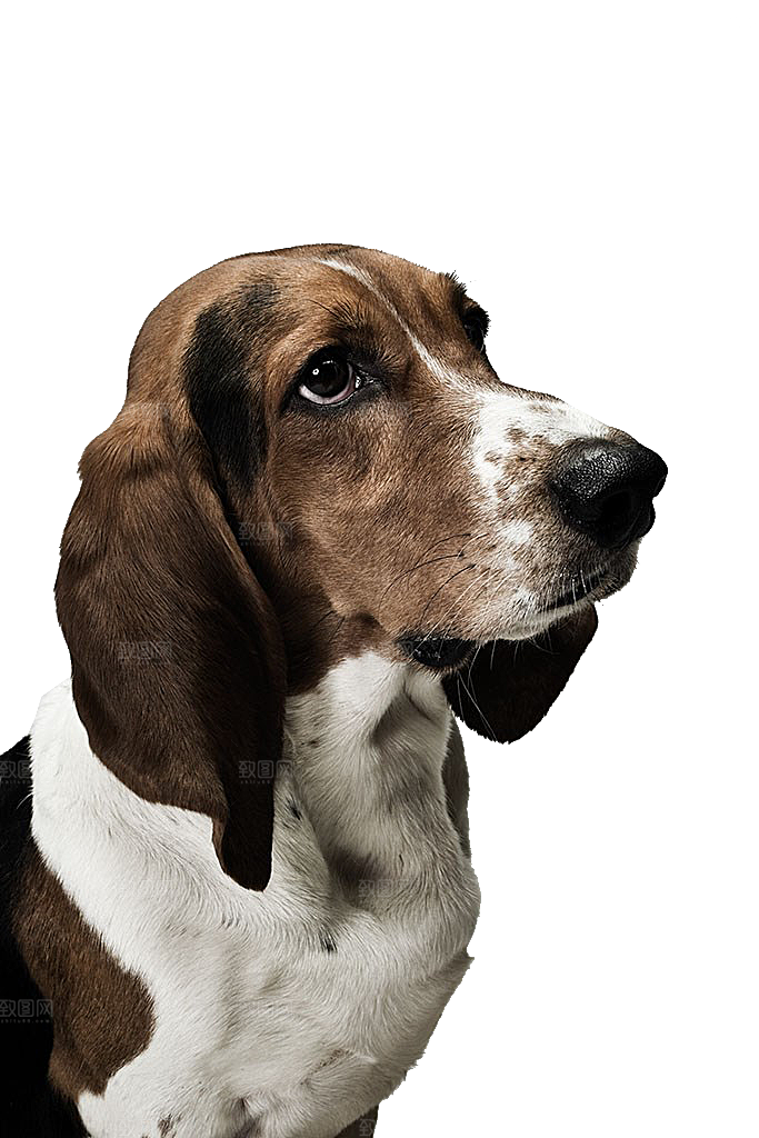 可爱宠物狗各种狗狗犬类动物高清PNG