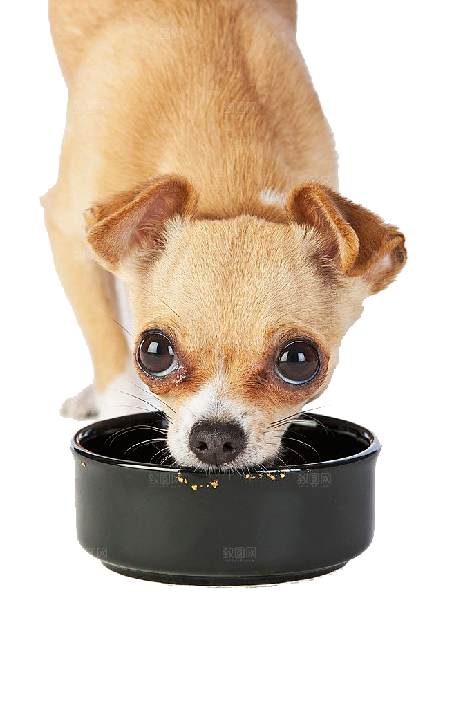 可爱宠物狗各种狗狗犬类动物高清PNG