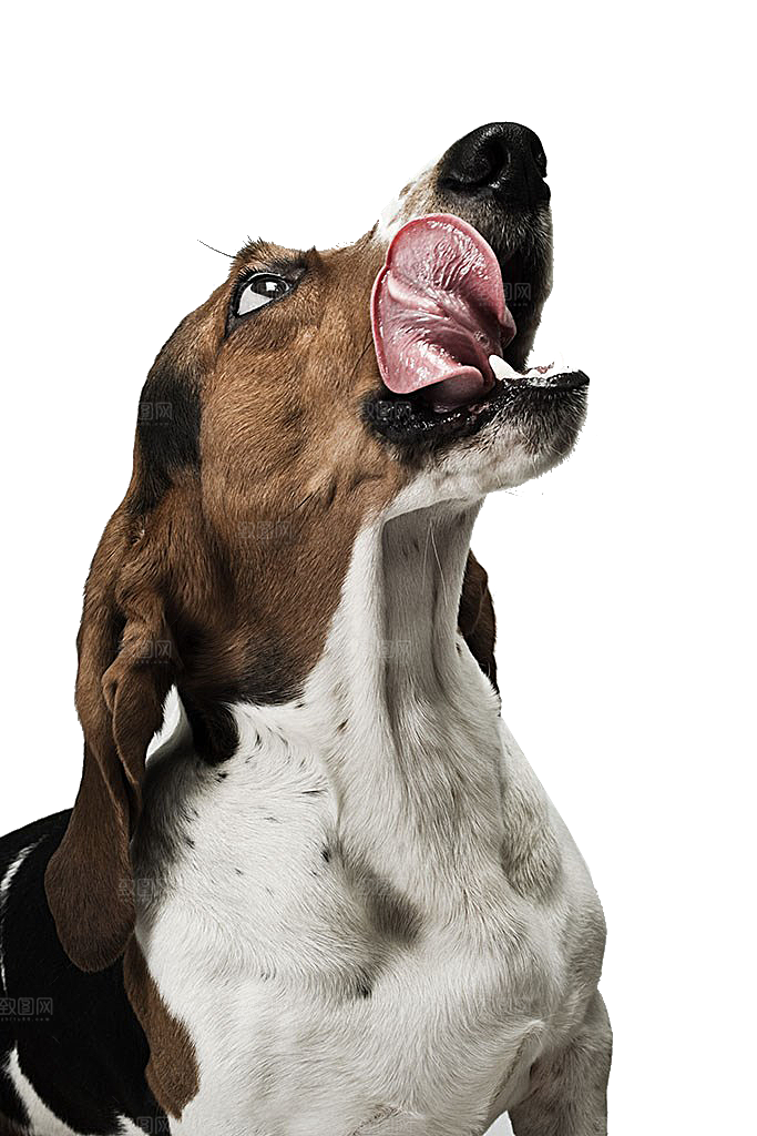 可爱宠物狗各种狗狗犬类动物高清PNG