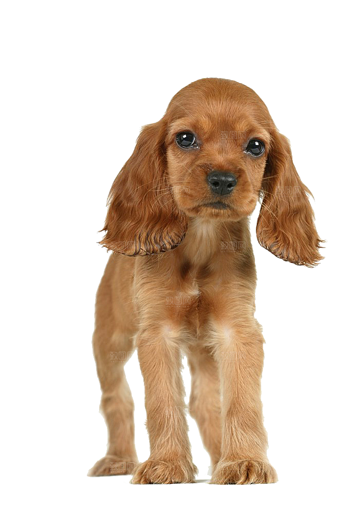 可爱宠物狗各种狗狗犬类动物高清PNG