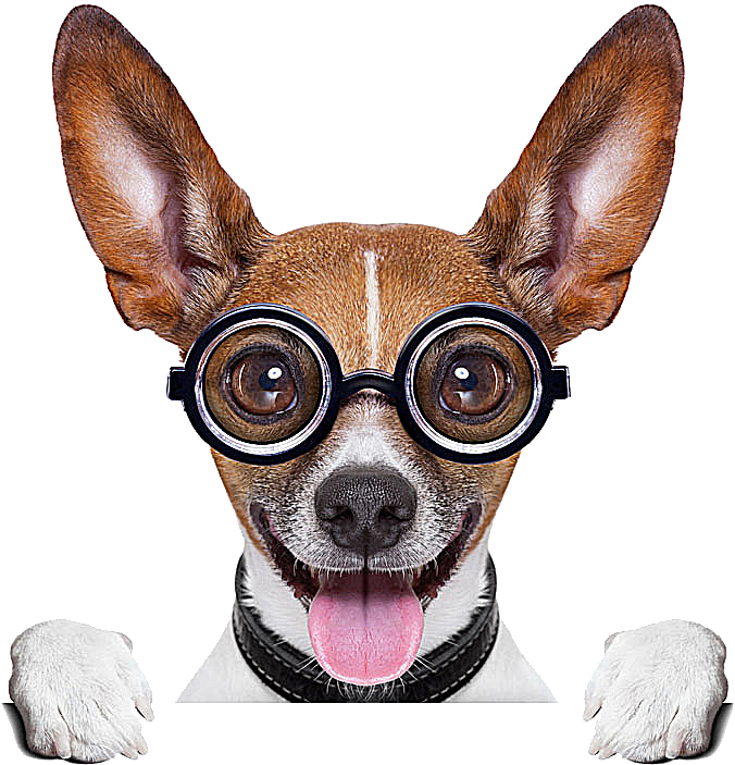 可爱宠物狗各种狗狗犬类动物高清PNG
