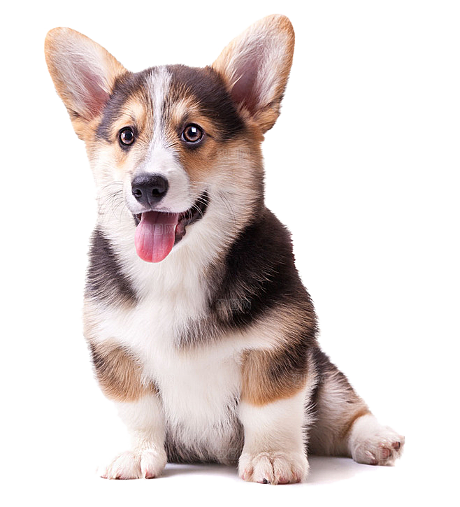可爱宠物狗各种狗狗犬类动物高清PNG