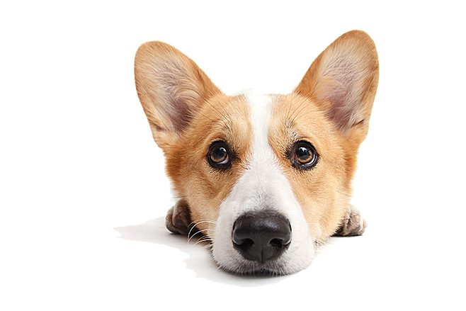 可爱宠物狗各种狗狗犬类动物高清PNG素材