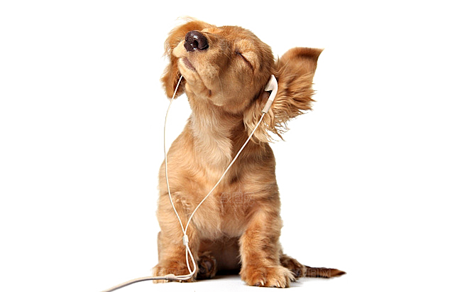 可爱宠物狗各种狗狗犬类动物高清PNG素材