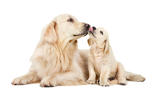 可爱宠物狗各种狗狗犬类动物高清PNG素材