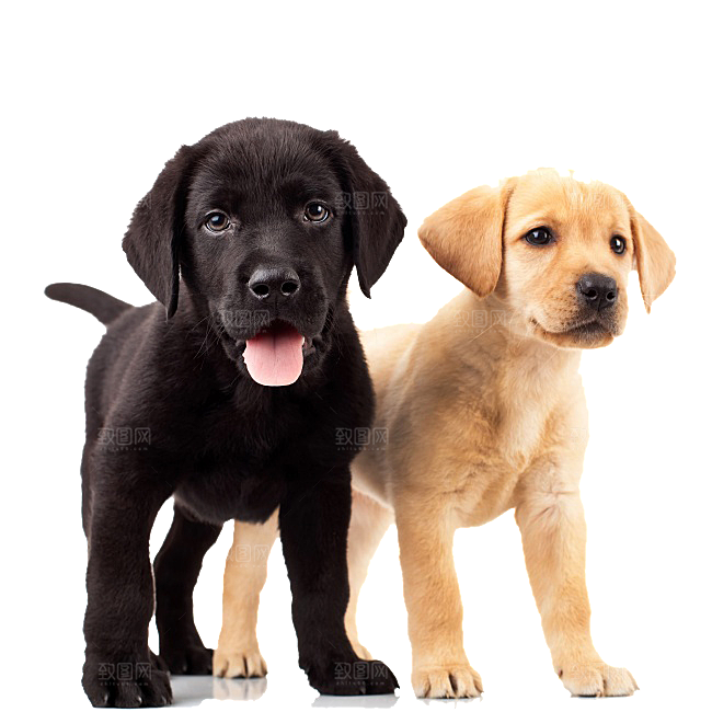 可爱宠物狗各种狗狗犬类动物高清PNG素材