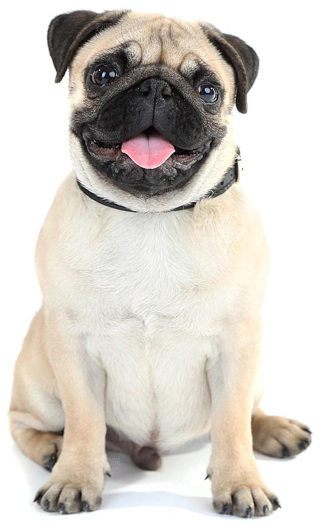 可爱宠物狗各种狗狗犬类动物高清PNG素材