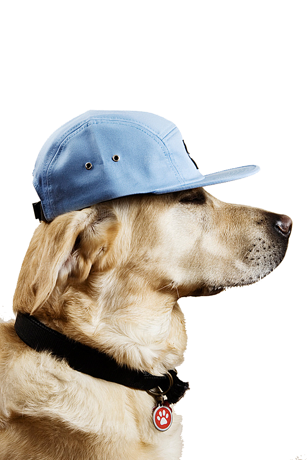 可爱宠物狗各种狗狗犬类动物高清PNG素材