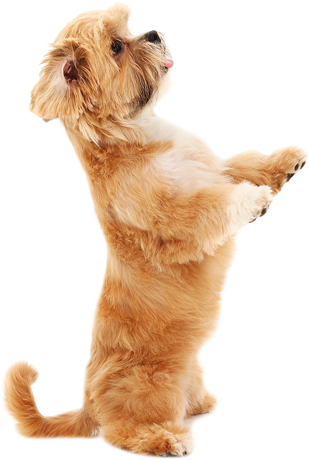 可爱宠物狗各种狗狗犬类动物高清PNG素材
