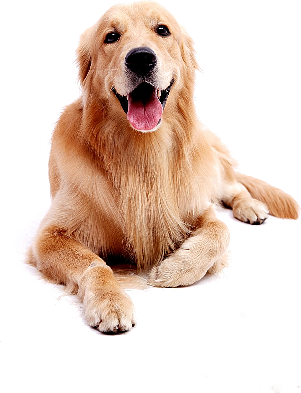可爱宠物狗各种狗狗犬类动物高清PNG素材
