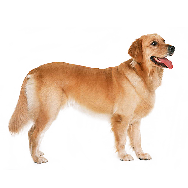 可爱宠物狗各种狗狗犬类动物高清PNG素材