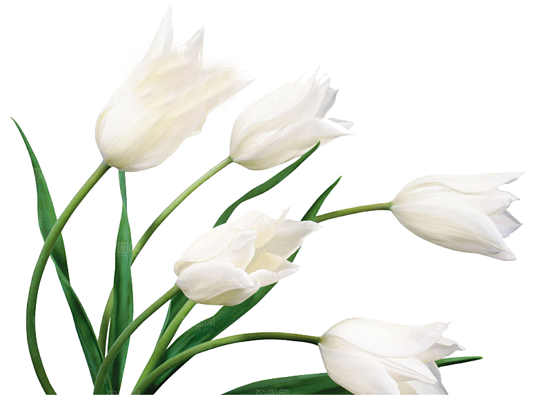 卡通手绘郁金香花朵花卉背景PNG免抠