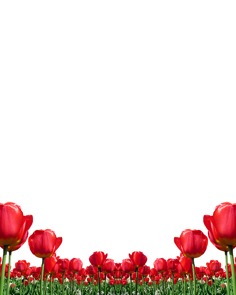 卡通手绘郁金香花朵花卉背景PNG免抠