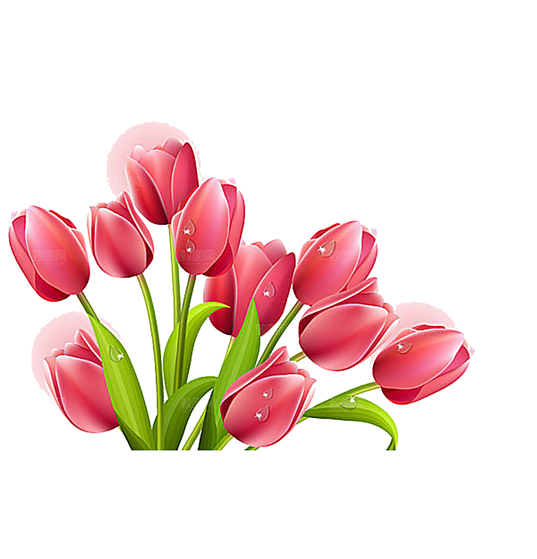 卡通手绘郁金香花朵花卉背景PNG免抠