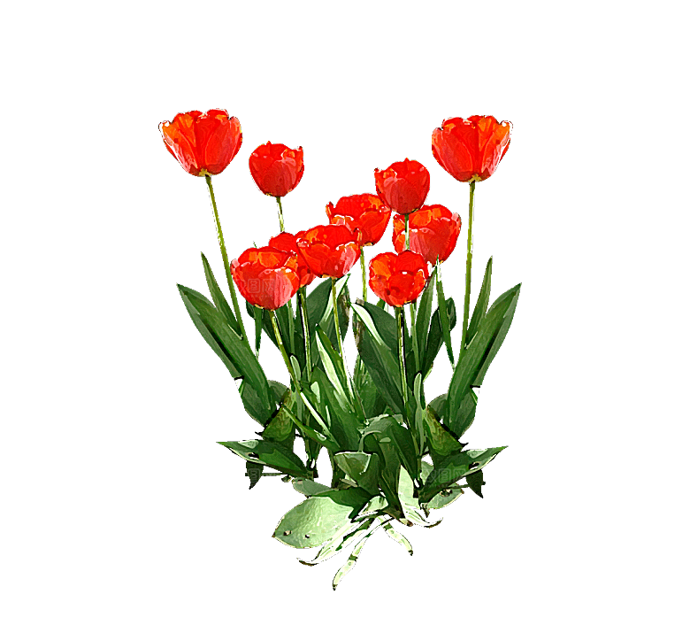卡通手绘郁金香花朵花卉背景PNG免抠