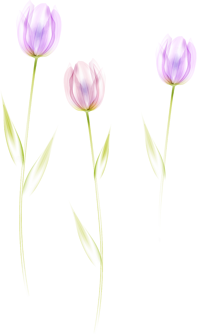 卡通手绘郁金香花朵花卉背景PNG免抠素材