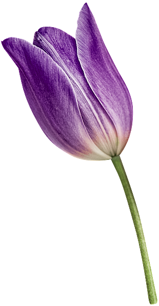 卡通手绘郁金香花朵花卉背景PNG免抠素材
