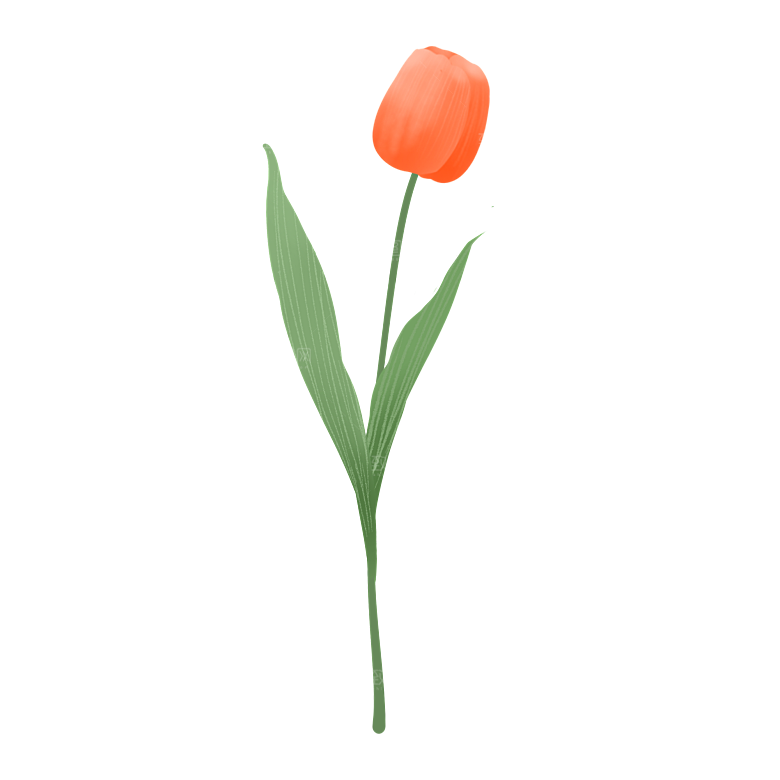 卡通手绘郁金香花朵花卉背景PNG免抠素材
