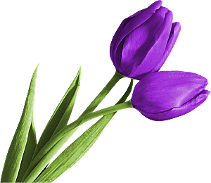 卡通手绘郁金香花朵花卉背景PNG免抠素材