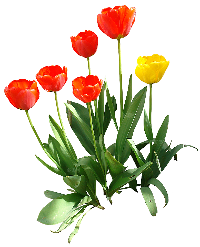 卡通手绘郁金香花朵花卉背景PNG免抠