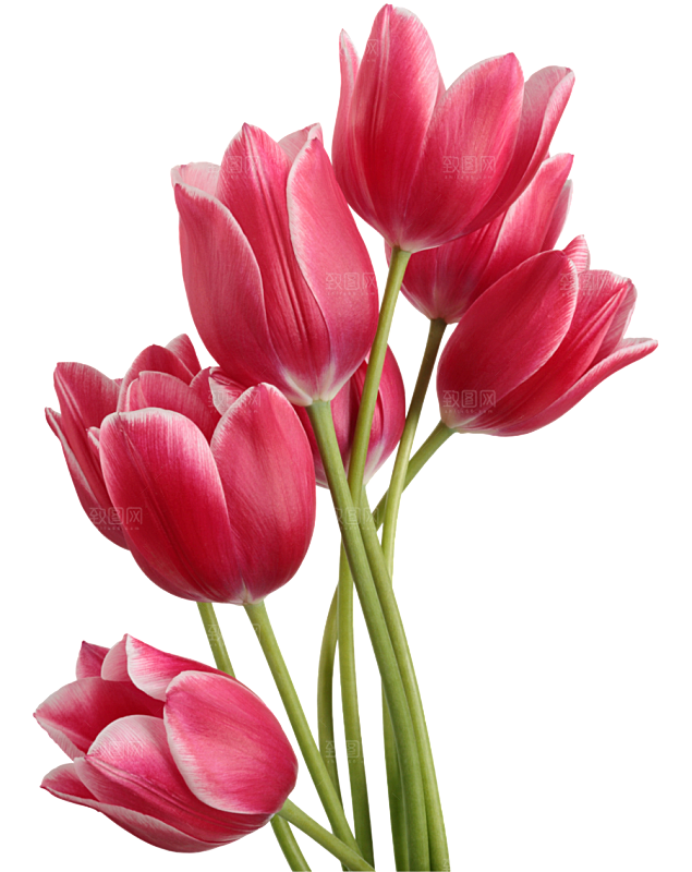 卡通手绘郁金香花朵花卉背景PNG免抠