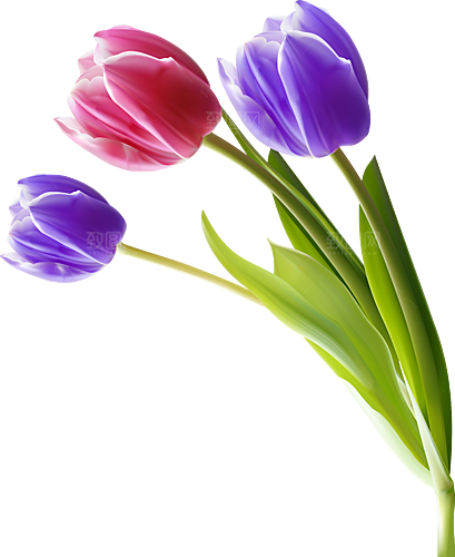 卡通手绘郁金香花朵花卉背景PNG免抠