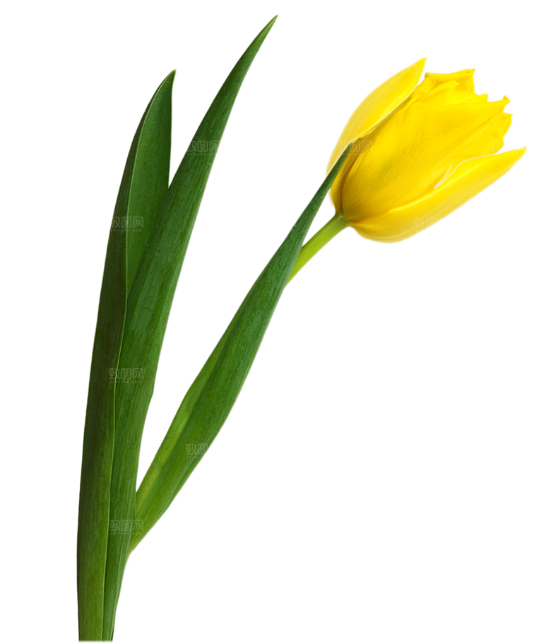 卡通手绘郁金香花朵花卉背景PNG免抠