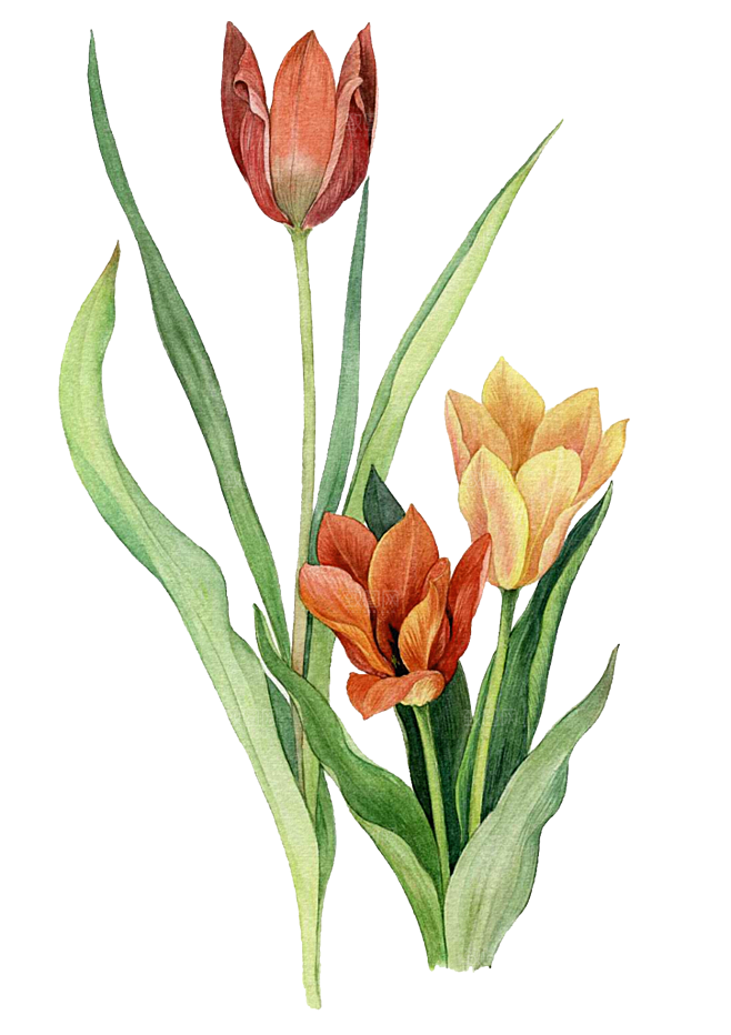 卡通手绘郁金香花朵花卉背景PNG免抠