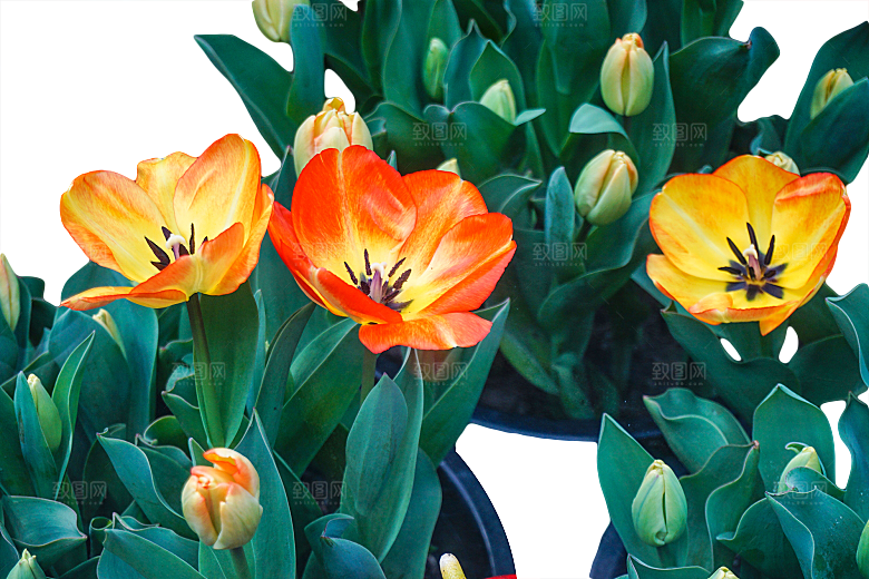 卡通手绘郁金香花朵花卉背景PNG免抠