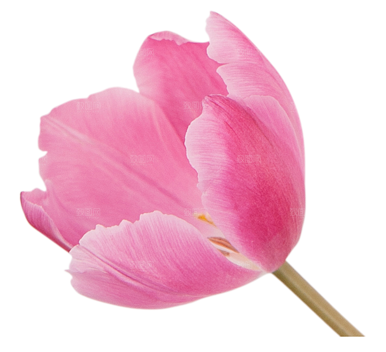 卡通手绘郁金香花朵花卉背景PNG免抠