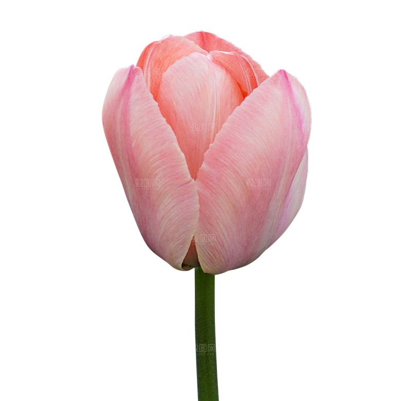 卡通手绘郁金香花朵花卉背景PNG免抠