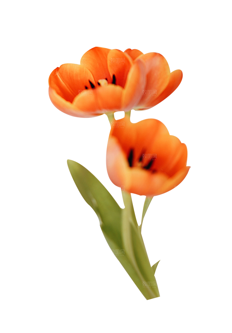 卡通手绘郁金香花朵花卉背景PNG免抠元素