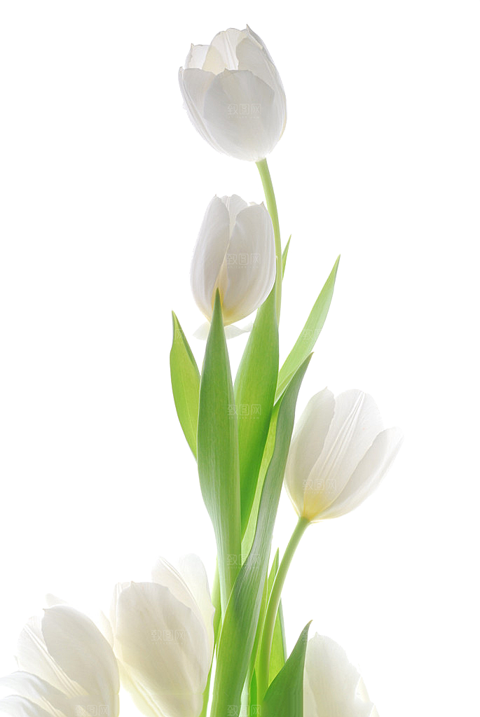 卡通手绘郁金香花朵花卉背景PNG免抠元素