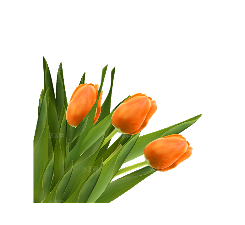 卡通手绘郁金香花朵花卉背景PNG免抠元素