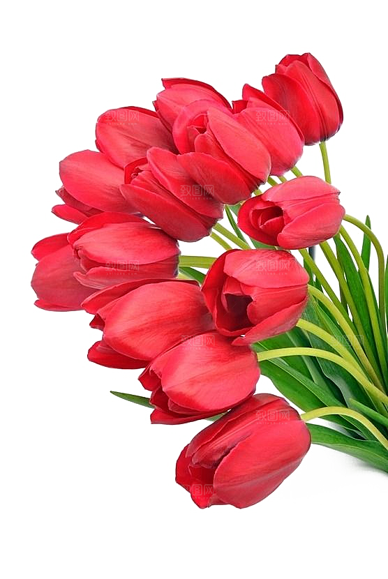 卡通手绘郁金香花朵花卉背景PNG免抠元素