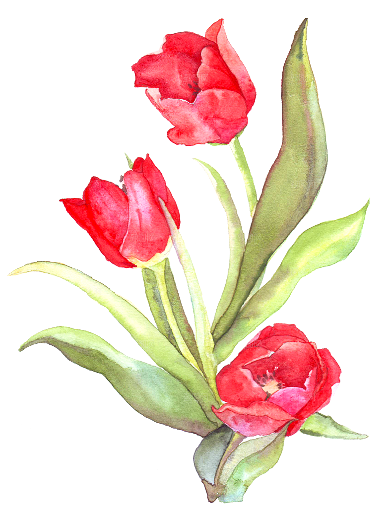 卡通手绘郁金香花朵花卉背景PNG免抠