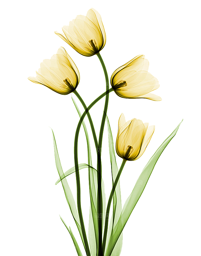 卡通手绘郁金香花朵花卉背景PNG免抠