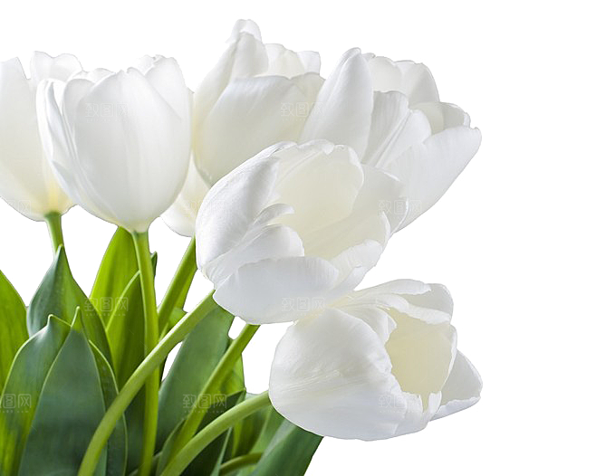 卡通手绘郁金香花朵花卉背景PNG免抠元素