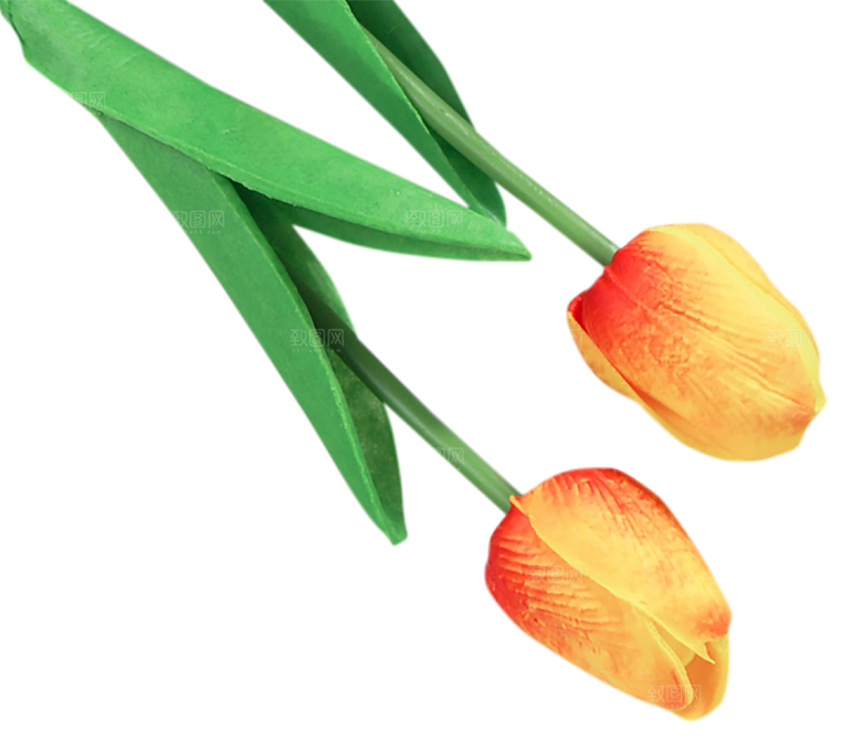 卡通手绘郁金香花朵花卉背景PNG免抠元素