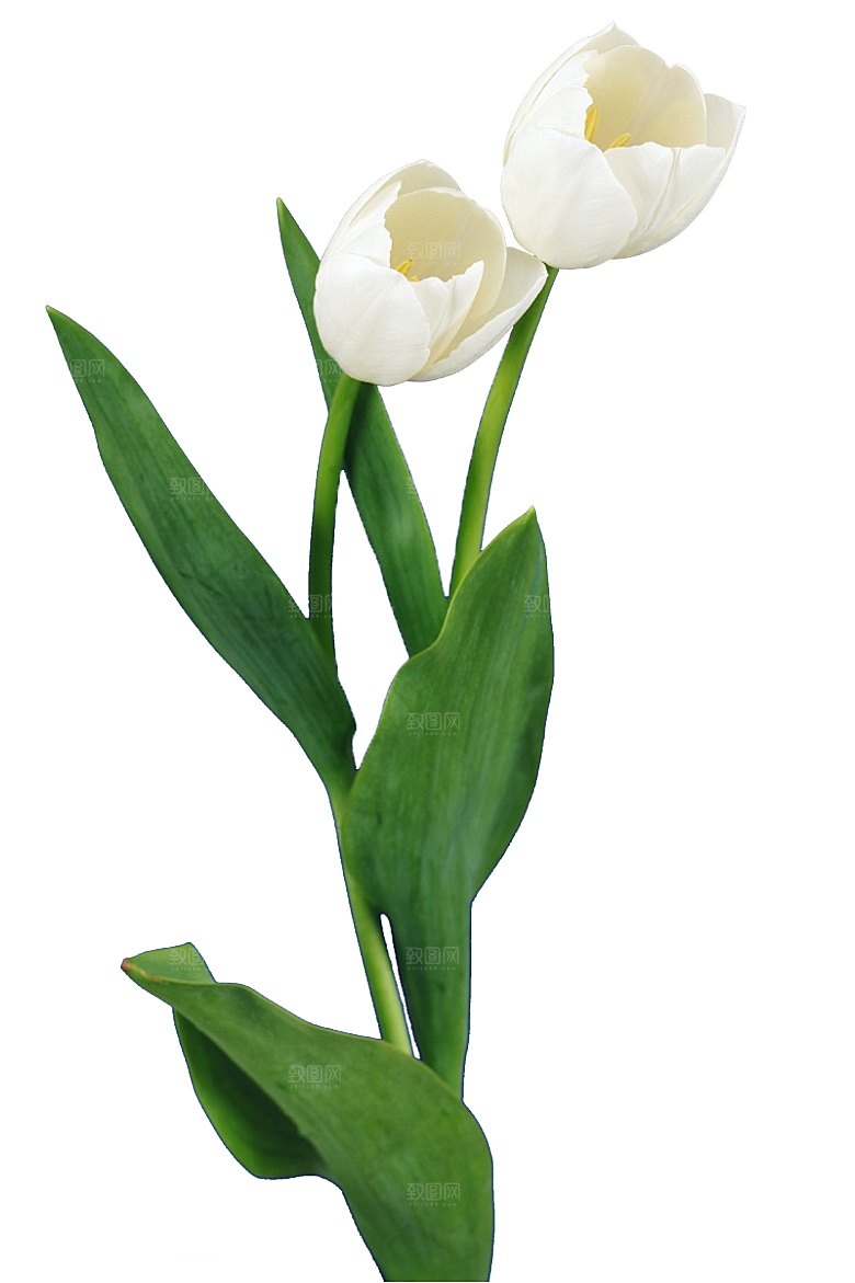 卡通手绘郁金香花朵花卉背景PNG免抠元素