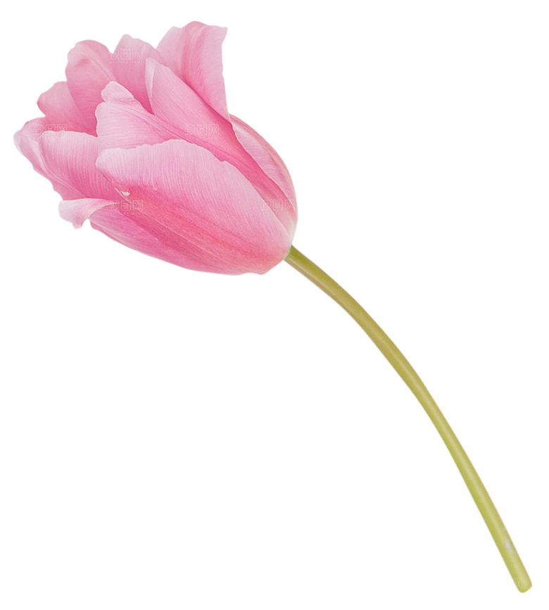 卡通手绘郁金香花朵花卉背景PNG免抠元素