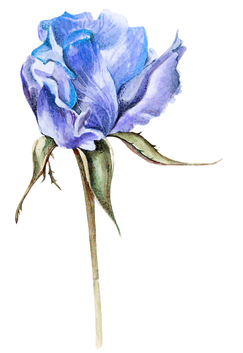 卡通手绘郁金香花朵花卉背景PNG免抠
