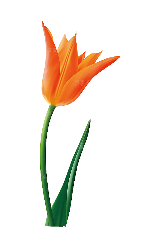 卡通手绘郁金香花朵花卉背景PNG免抠