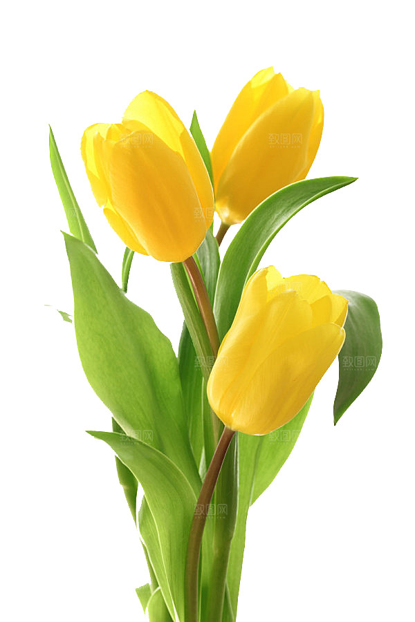 卡通手绘郁金香花朵花卉背景PNG免抠