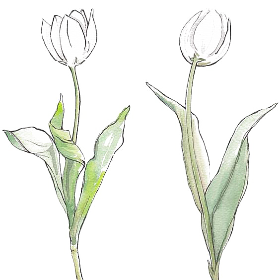 卡通手绘郁金香花朵花卉背景PNG免抠