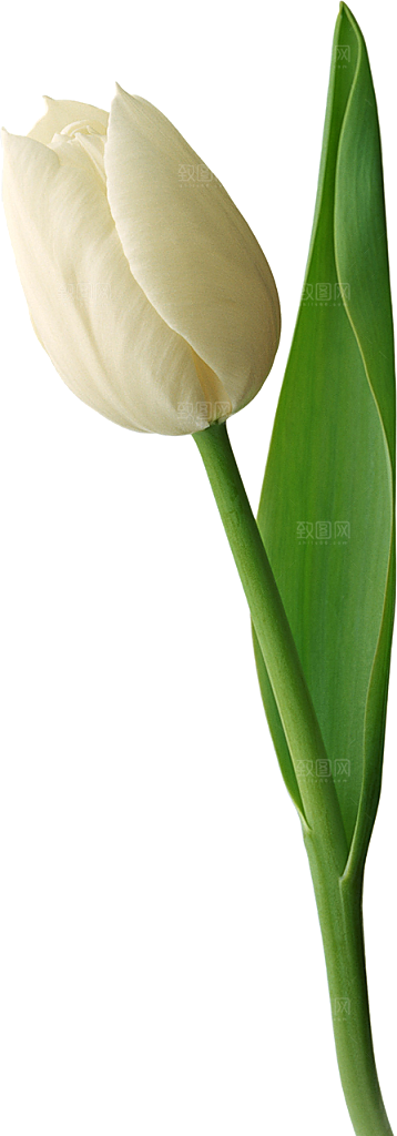 卡通手绘郁金香花朵花卉背景PNG免抠