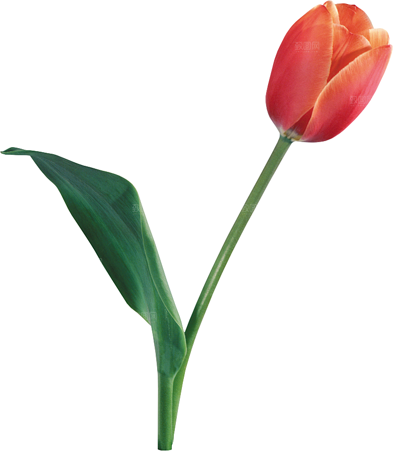 卡通手绘郁金香花朵花卉背景PNG免抠